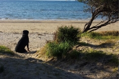 Doggy enjoying the blairgowrie bay beach