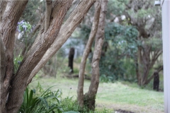 Moonah-trees